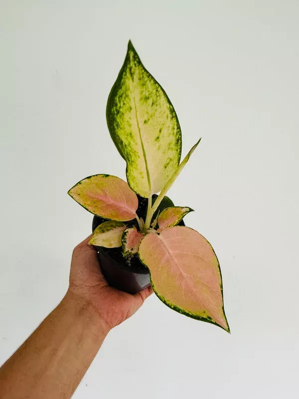Aglaonema White Mona Lisa – 4″ Pot