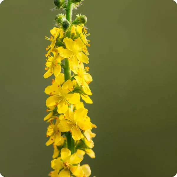 agrimony-seeds-agrimonia-eupatoria Agrimony Seeds (Agrimonia eupatoria)