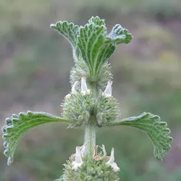 ahorehound-plant-seeds Ahorehound Plant Seeds