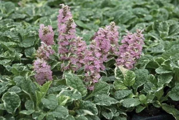 ajuga-reptans-pink-lightning-pp-22-255 Ajuga reptans 'Pink Lightning' PP 22,255