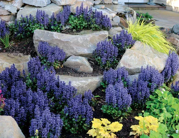 ajuga-tenorei-blueberry-muffin-pp-22-092 Ajuga tenorei 'Blueberry Muffin' PP 22,092
