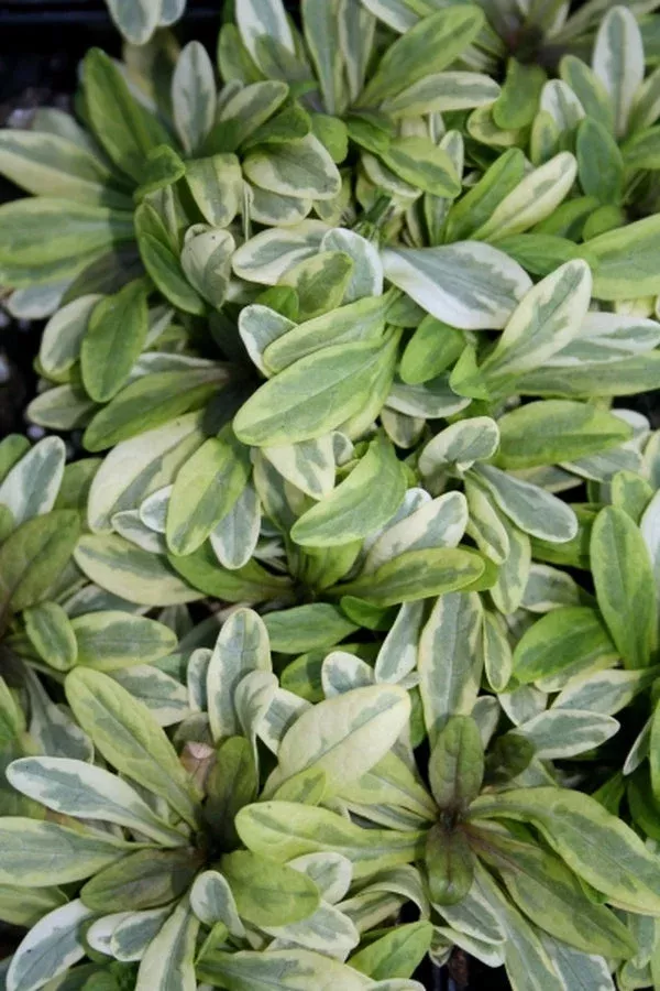 ajuga-tenorei-toffee-chip-pp-18-805 Ajuga tenorei 'Toffee Chip' PP 18,805