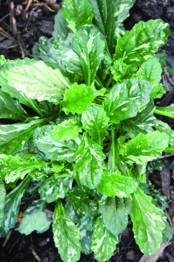 ajuga-x-bastarda-sparkler-pp21-295 Ajuga x bastarda 'Sparkler' PP21,295