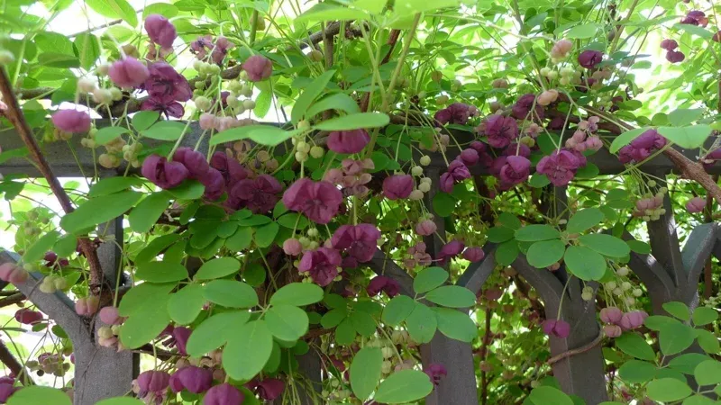 akebia-quinata-chocolate-vine-live-starter-plant-7-14-inches-tall-outdoor-vine Akebia Quinata Chocolate Vine Live Starter Plant – 7-14 Inches Tall, Outdoor Vine