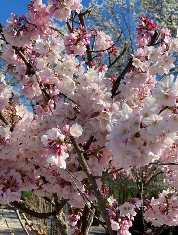 akebono-flowering-cherry-live-plant-6-12-tall-3-pot-ornamental-tree Akebono Flowering Cherry Live Plant 6-12″ Tall 3″ Pot – Ornamental Tree