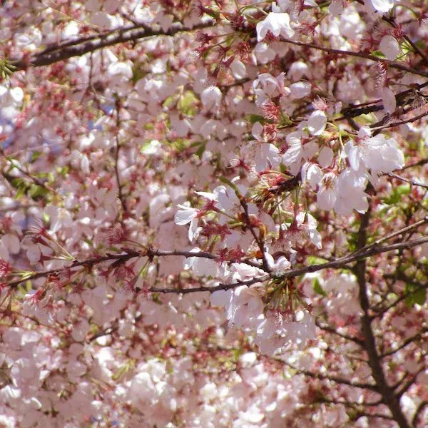 akebono-yoshino-flowering-cherry-tree Akebono Yoshino Flowering Cherry Tree