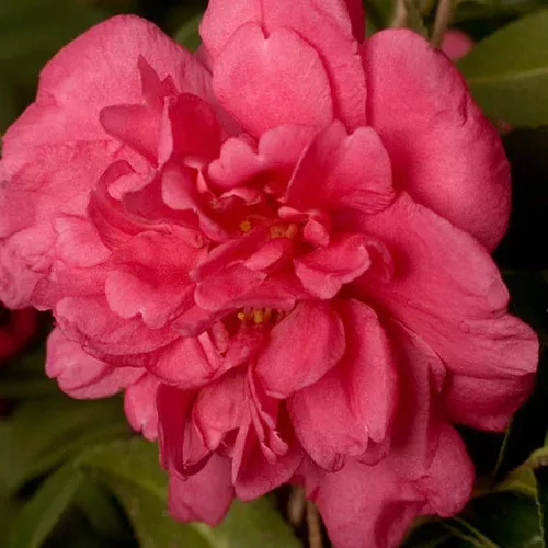 alabama-beauty-camellia Alabama Beauty™ Camellia