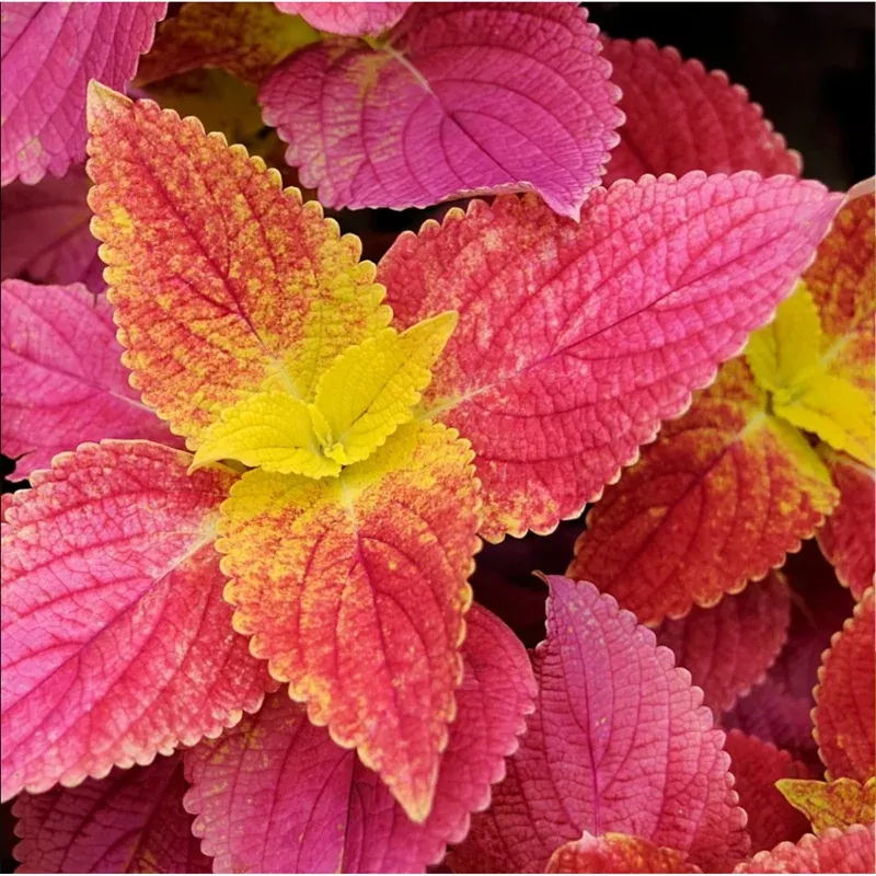 alabama-sunset-coleus-live-starter-plant-3-pack-4-8-inch-tall-multicolored-folia Alabama Sunset Coleus Live Starter Plant – 3 Pack – 4-8 Inch Tall – Multicolored Foliage
