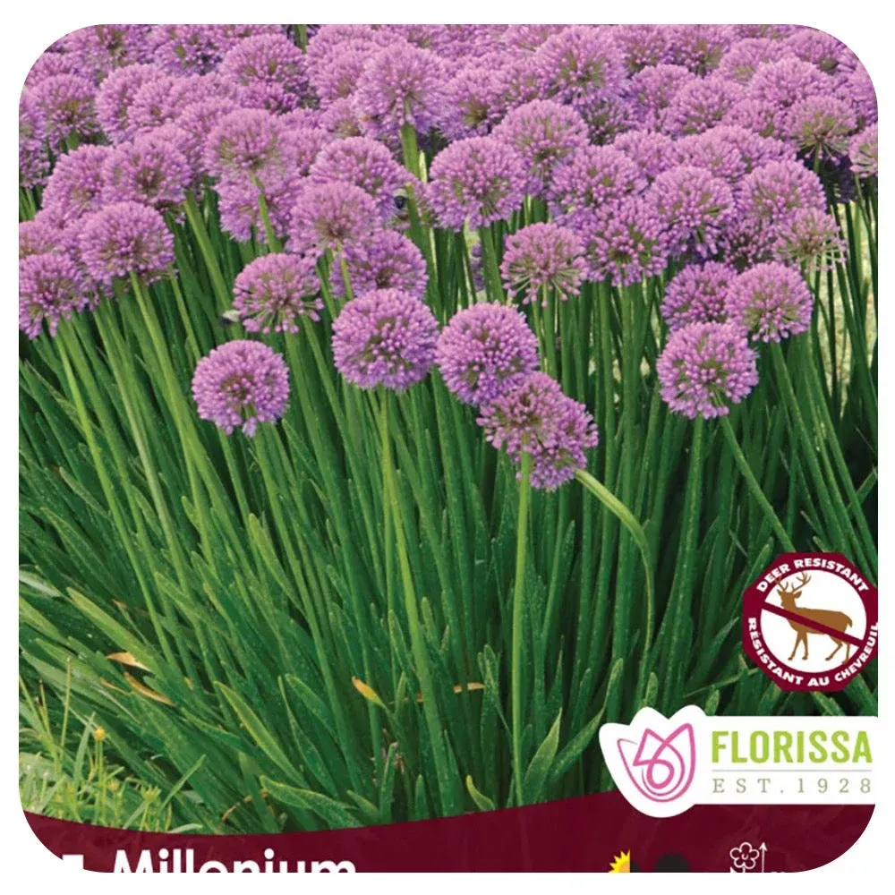 Allium Millenium Bulbs