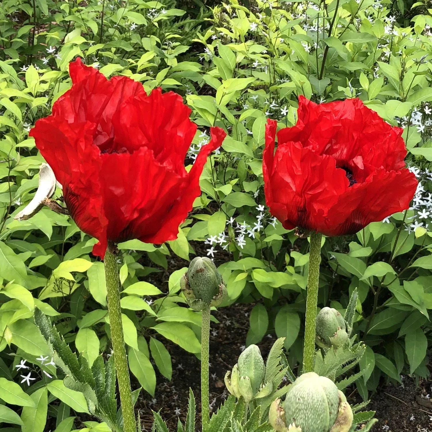 'Beauty of Livermere' Oriental Poppy (Papaver)