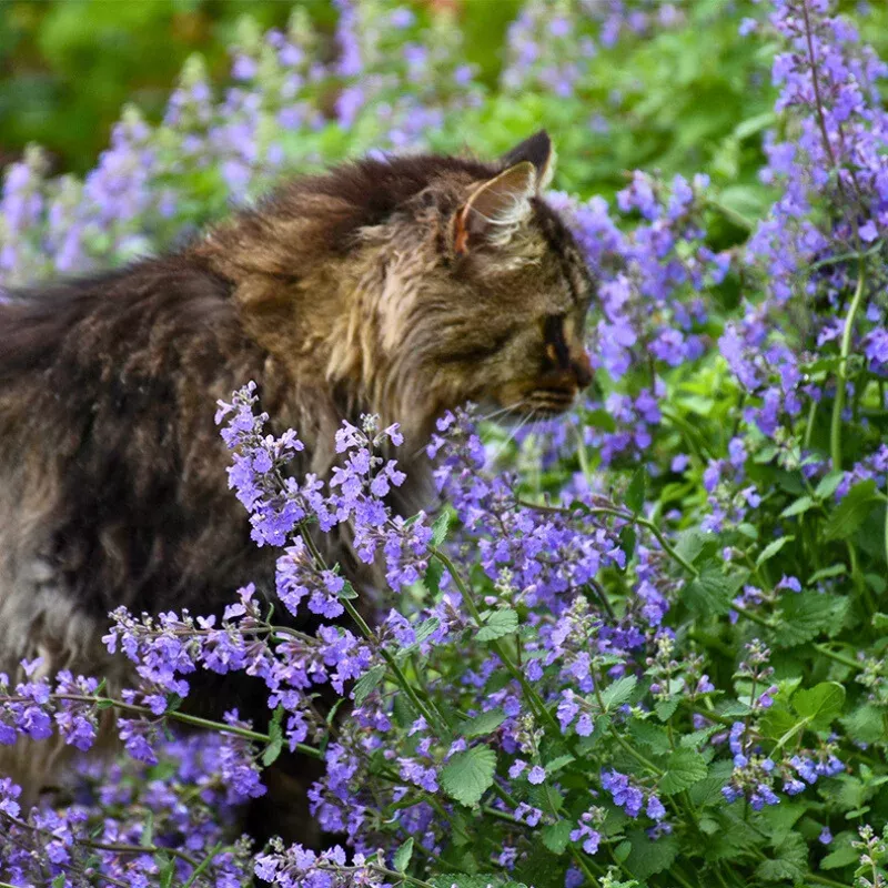 ‘Cat’s Meow’ Catmint (Nepeta)