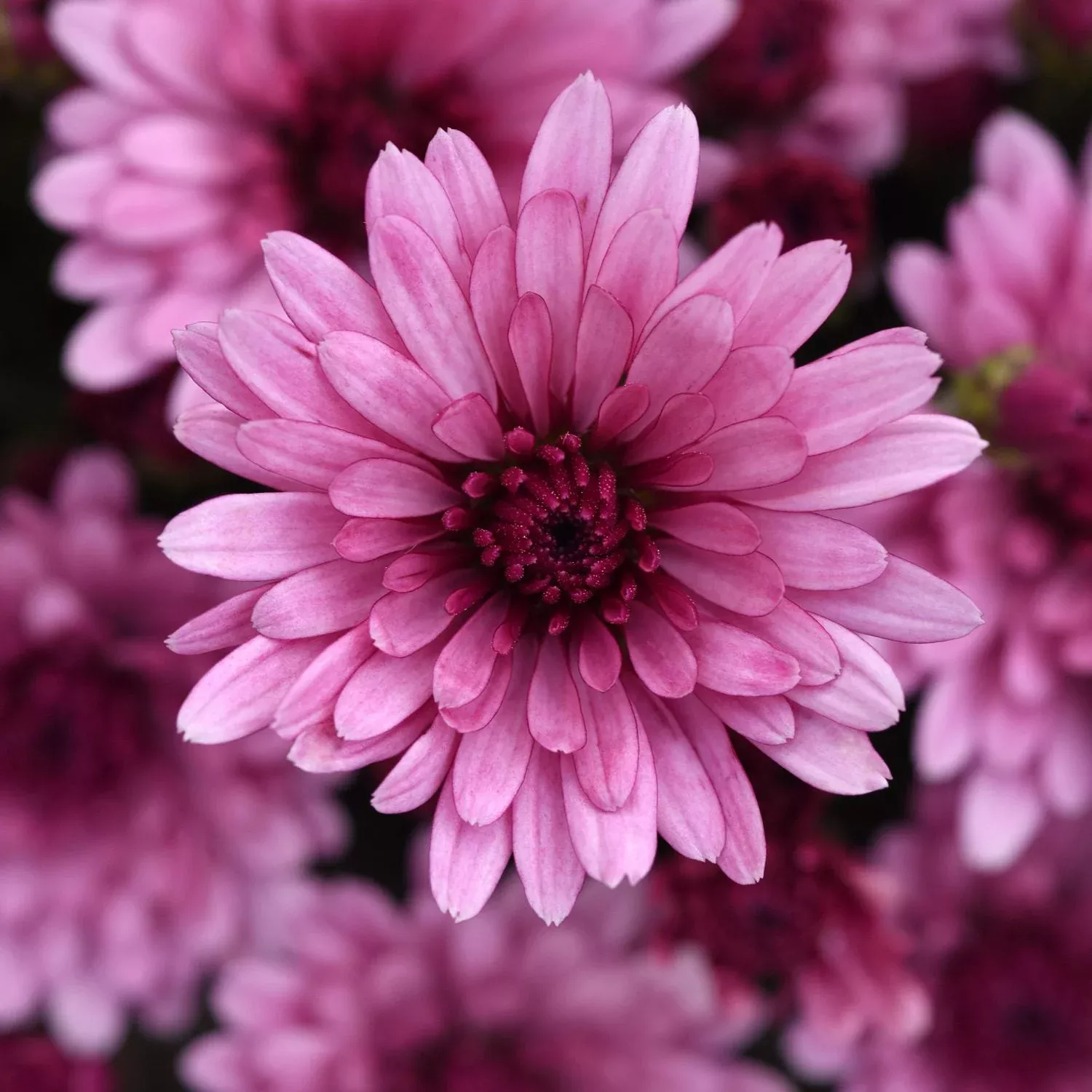 'Cosmic Lunar Pink' Garden Mum (Chrysanthemum)