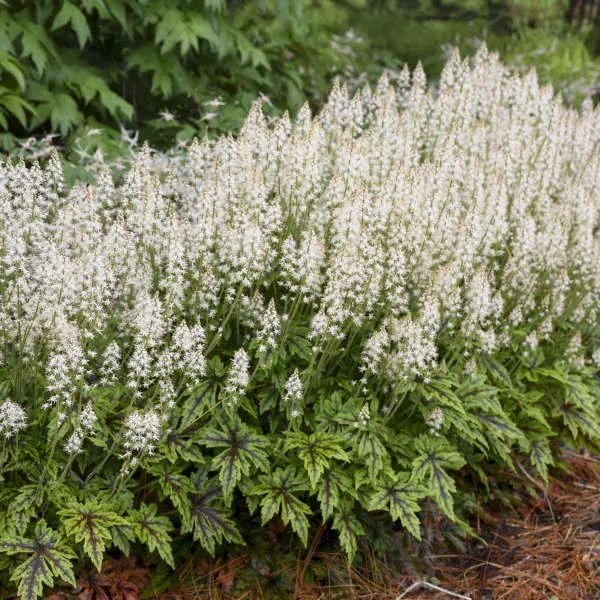 ‘Cutting Edge’ Foamflower (Tiarella)