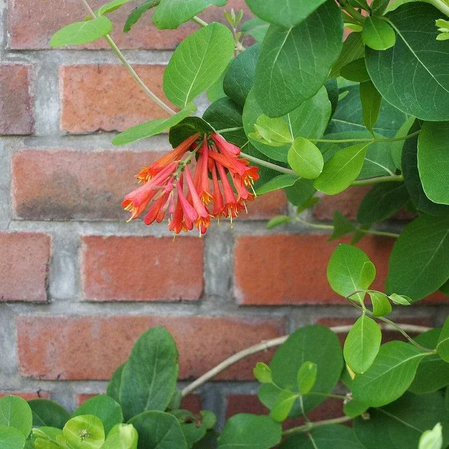 'Dropmore Scarlet' Honeysuckle