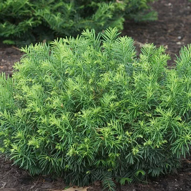 ‘Duke Gardens’ Plum Yew