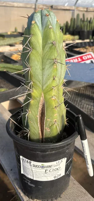 ec100-exact-trichocereus-peruvianus-tssbp-cactus-11-5 #EC100 EXACT Trichocereus Peruvianus TSSBP Cactus 11.5”