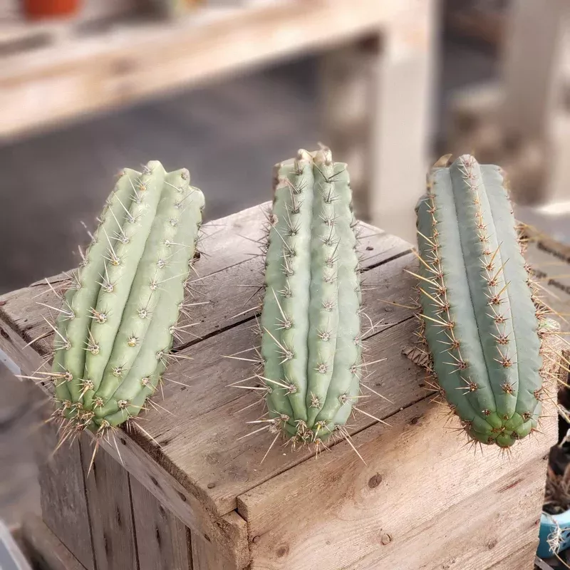 ec112-exact-trichocereus-cuzcoensis-cactus-cutting-10-12-approx #EC112 EXACT Trichocereus Cuzcoensis Cactus CUTTING 10-12″ approx