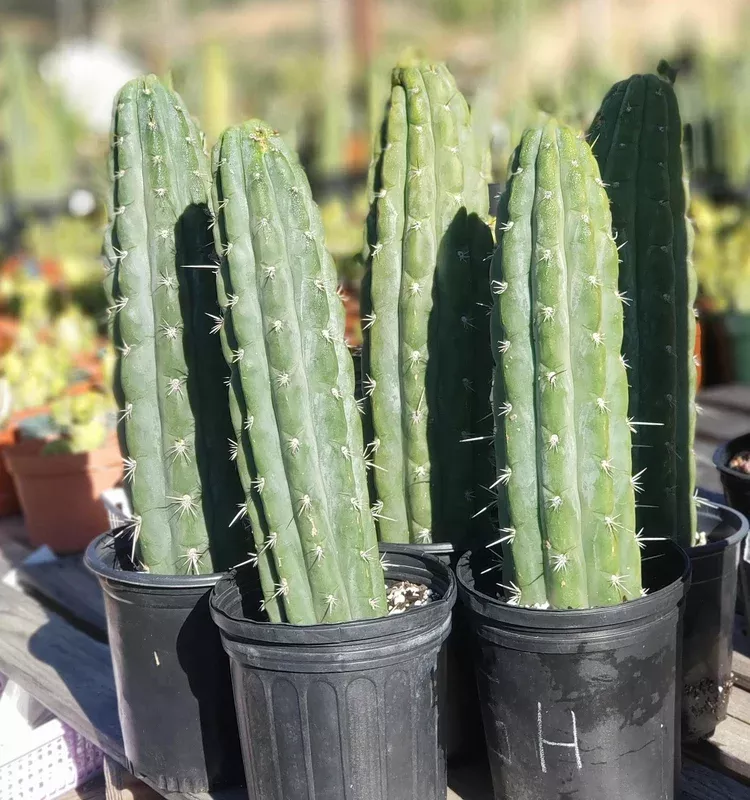 ec116-exact-trichocereusknuthianus-aff-ornamental-cactus-12-approx #EC116 EXACT TrichocereusKnuthianus Aff. Ornamental Cactus 12″ approx.