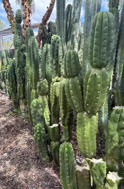 ec144-trichocereus-pachanoi-monstrose-tpm-cactus-cuttings #EC144 Trichocereus Pachanoi Monstrose TPM Cactus Cuttings
