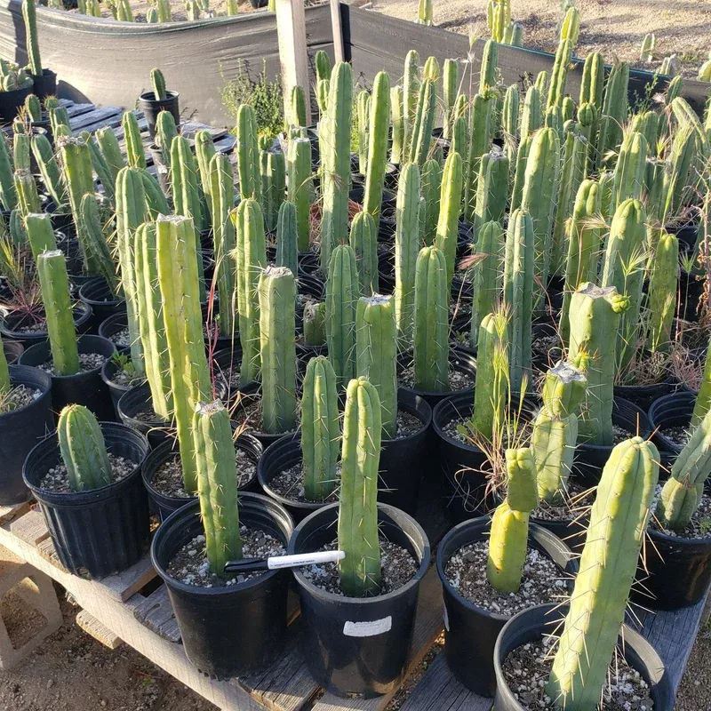 ec29-exact-trichocereus-bridgesii-bargain-basic-potted-cactus-12-14 #EC29 EXACT Trichocereus Bridgesii Bargain Basic Potted Cactus 12-14″