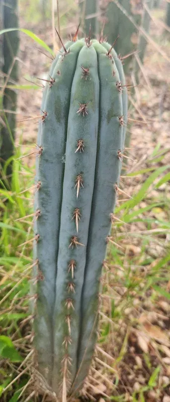 ec334-exact-trichocereus-lost-label-cactus-cutting-10 #EC334 EXACT Trichocereus Lost Label Cactus Cutting 10″