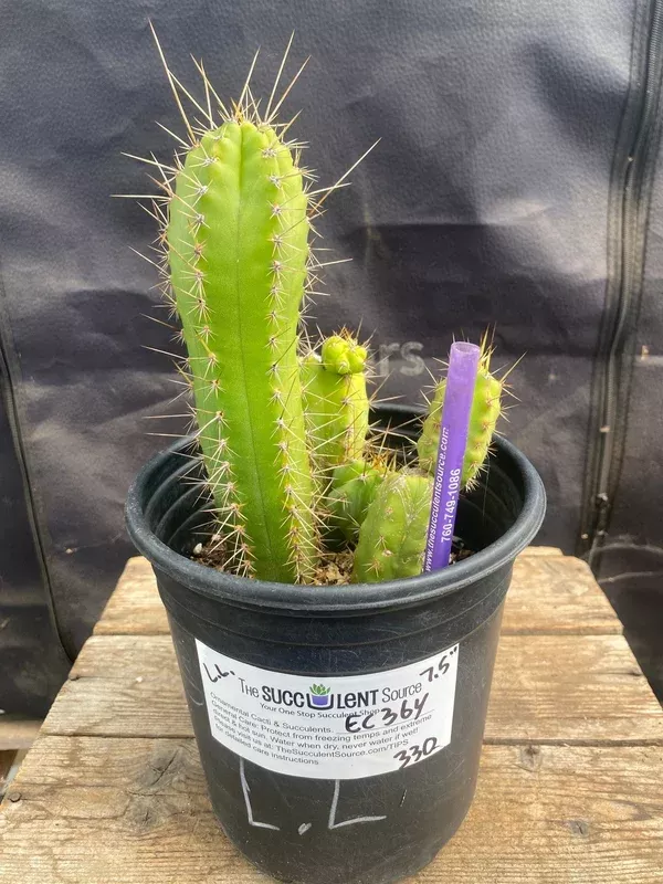 ec364-exact-trichocereuslost-label-cactus-7-5 #EC364 EXACT TrichocereusLost Label Cactus 7.5”