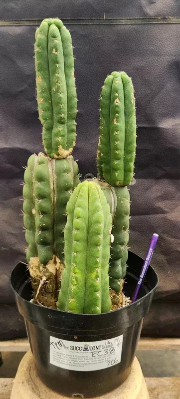 ec38-exact-trichocereus-pachanoi-monstrose-tpm-cactus-16-14-9 #EC38 EXACT Trichocereus Pachanoi Monstrose TPM Cactus 16, 14, 9″