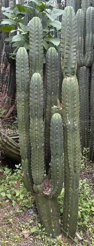ec43-trichocereus-pachanoi-eck-cactus-potted-cuttings #EC43 Trichocereus Pachanoi ECK Cactus Potted and Cuttings