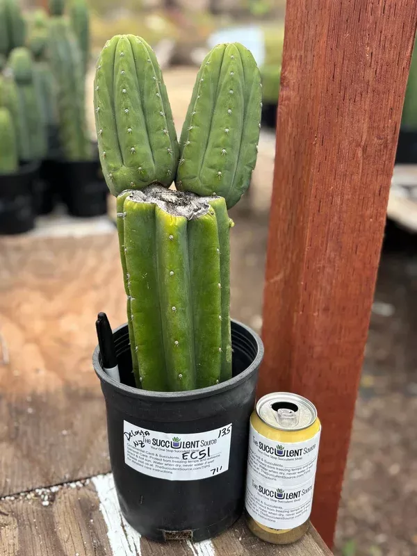 ec51-exact-trichocereus-decosta-new-zealand-cactus-13-5 #EC51 EXACT Trichocereus DeCosta New Zealand Cactus 13.5”