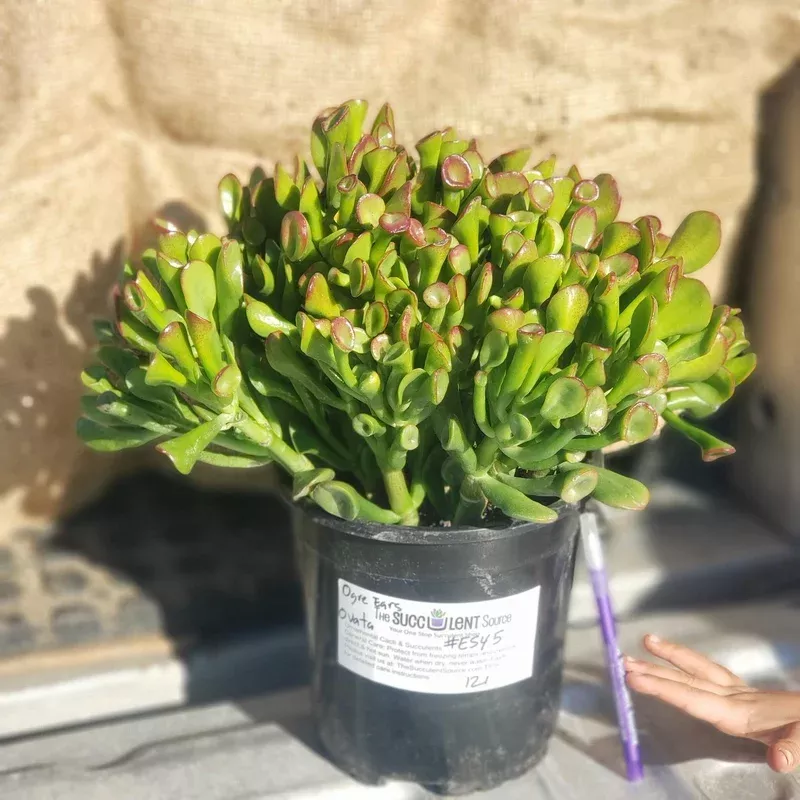 es45-exact-crassula-ovata-jade-ogre-ears-potted-in-1-gallon-container #ES45 Exact Crassula Ovata Jade Ogre Ears potted in 1 gallon container
