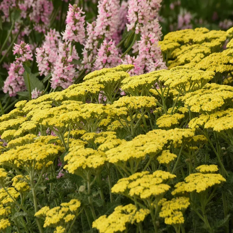 ‘Firefly Sunshine’ Yarrow (Achillea)