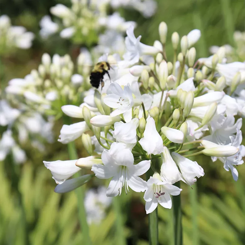 ‘Galaxy White’ Lily of the Nile (Agapanthus)
