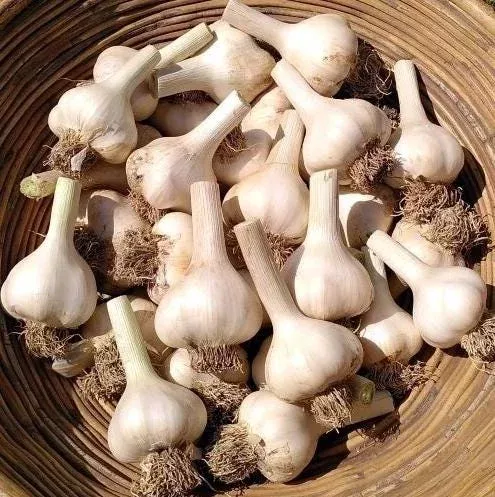 german-hardneck-garlic-bulbs-planting-1-pound-heirloom-white-tubers German Hardneck Garlic Bulbs for Planting – 1 Pound Heirloom White Tubers