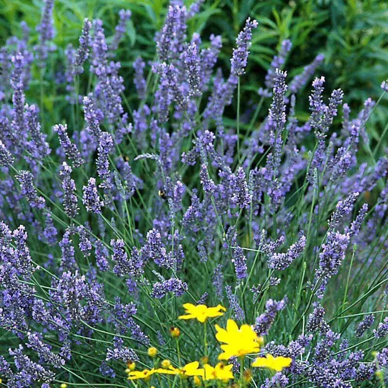 ‘Grosso’ Lavender (Lavandula)