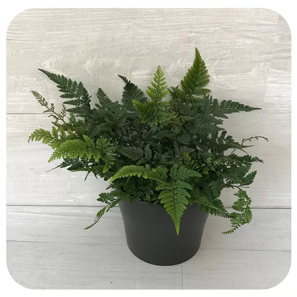 leather-fern Leather Fern