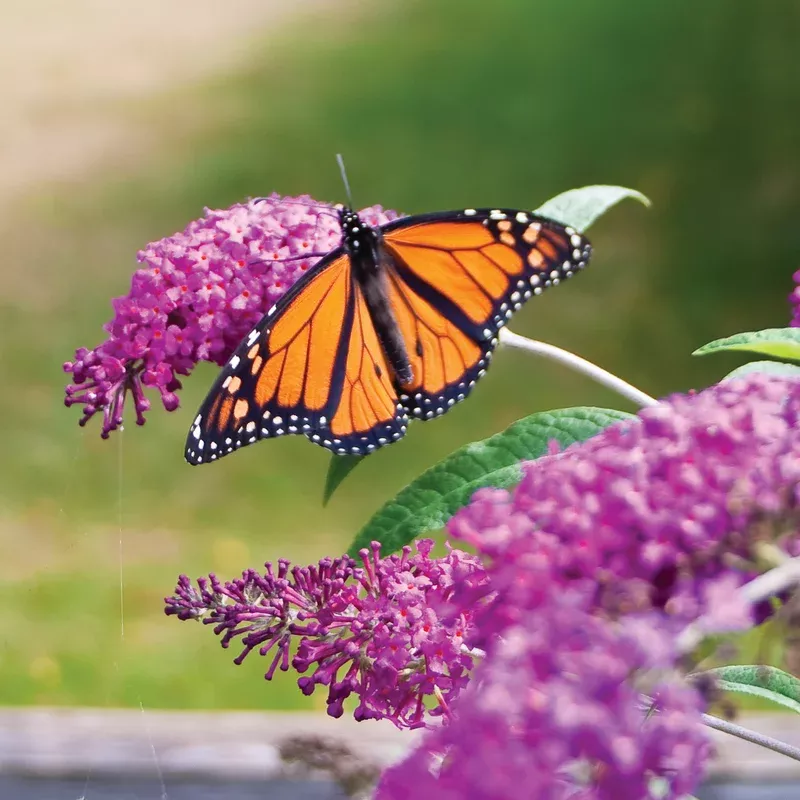 ‘Miss Ruby’ Butterfly Bush (Buddleia)