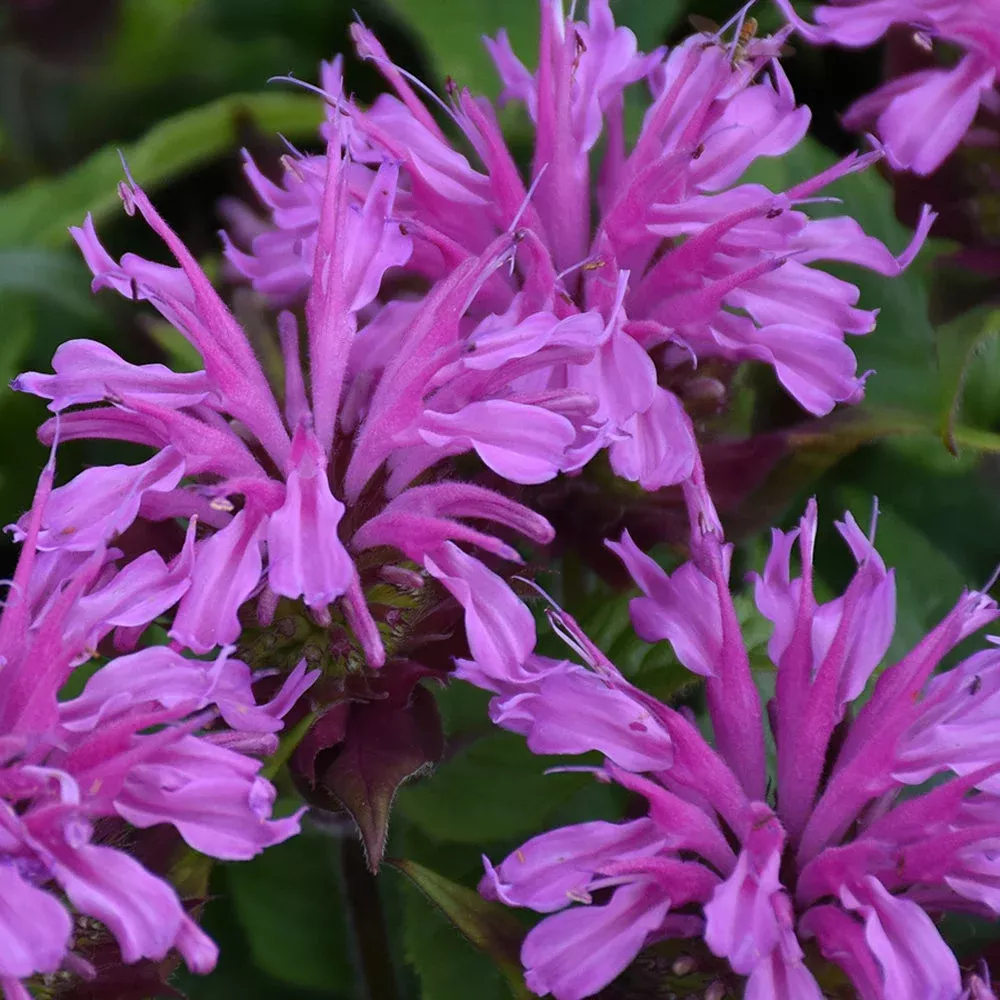 'Pardon My Lavender II' Bee Balm (Monarda)