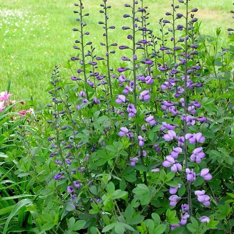 'Purple Smoke' Baptisia, False Indigo