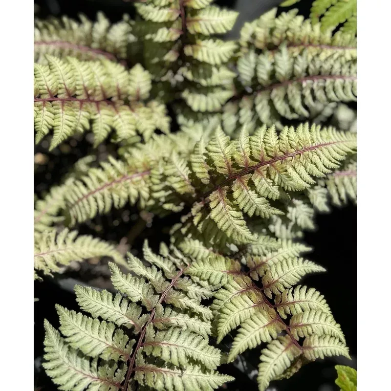 retail-athyrium-niponicum-var-pictum-regal-red *RETAIL – Athyrium niponicum var. pictum ‘Regal Red’