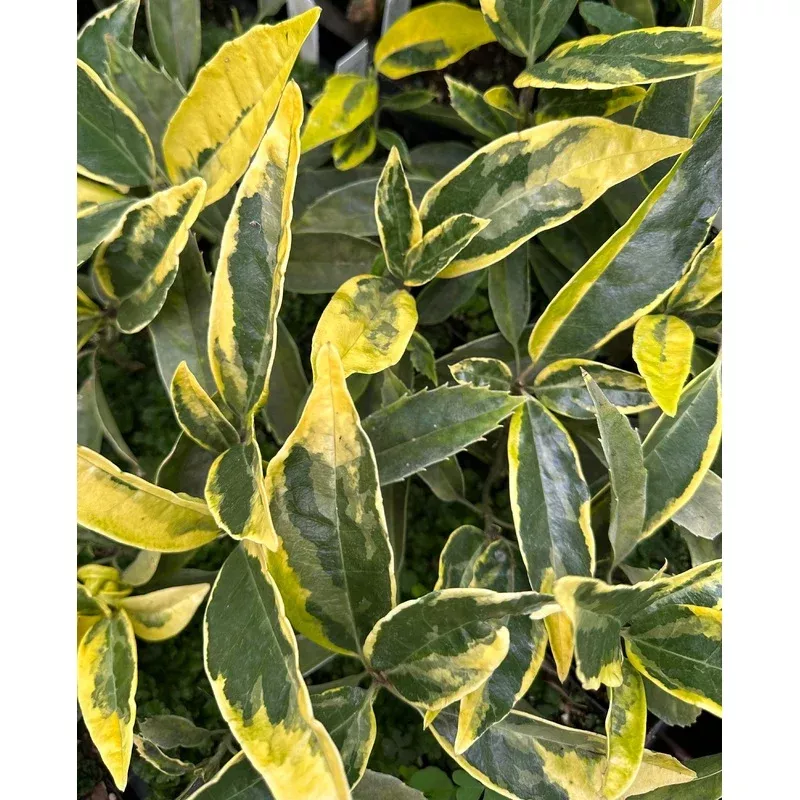 retail-aucuba-japonica-moonbright *RETAIL – Aucuba japonica ‘Moonbright’