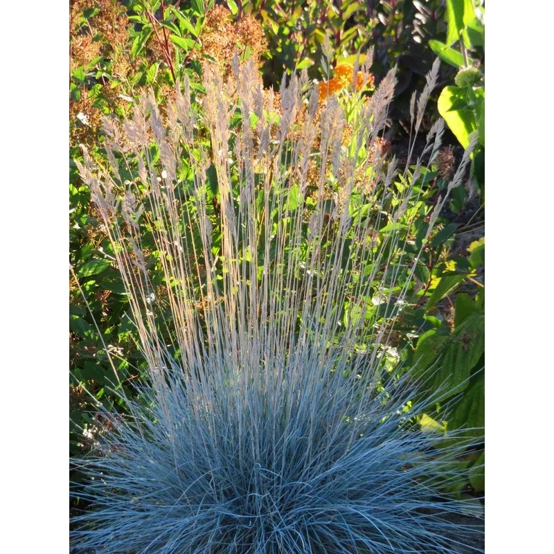 retail-festuca-glauca-beyond-blue *RETAIL – Festuca glauca ‘Beyond Blue’