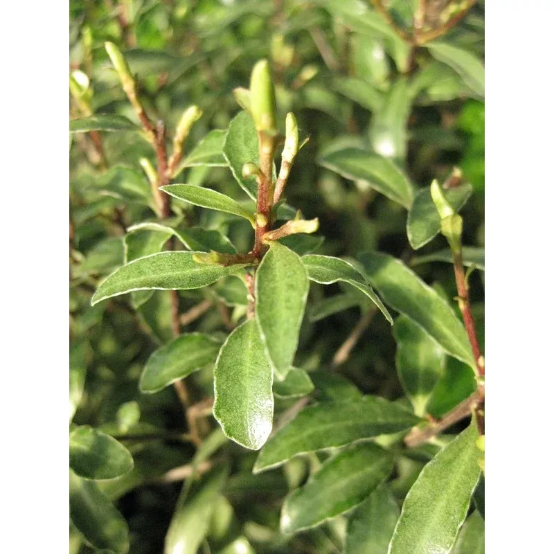 retail-pittosporum-tenuifolium-grey-ghost *RETAIL – Pittosporum tenuifolium ‘Grey Ghost’