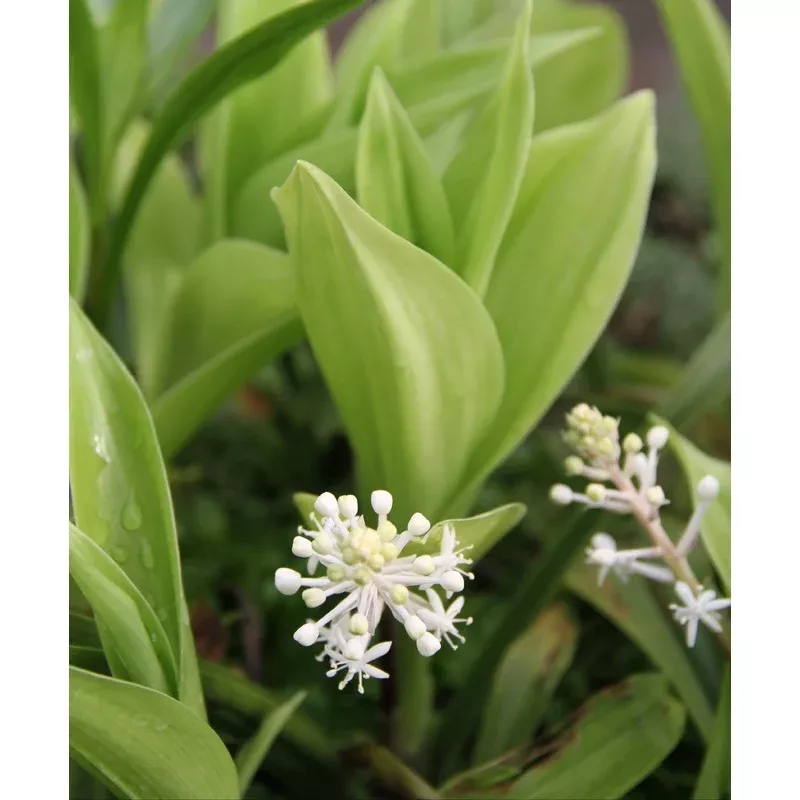 retail-speirantha-convallarioides *RETAIL – Speirantha convallarioides