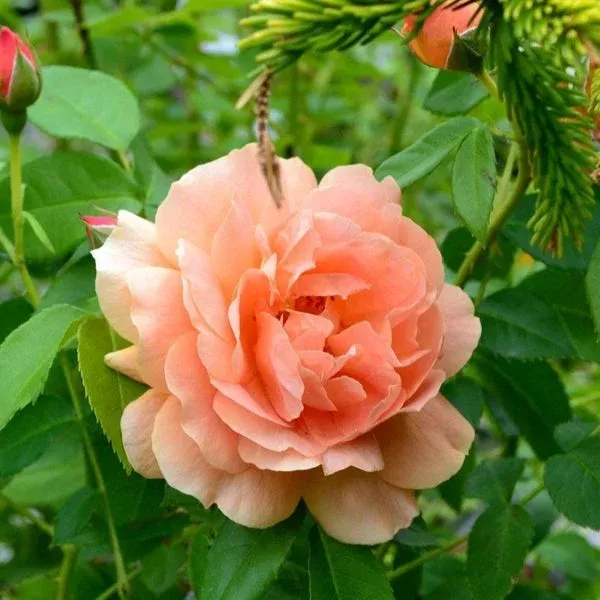 rosa-at-last-pw-orange Rosa At Last PW- Orange