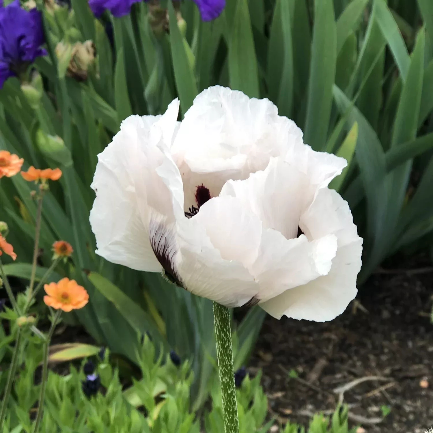 'Royal Wedding' Oriental Poppy (Papaver)
