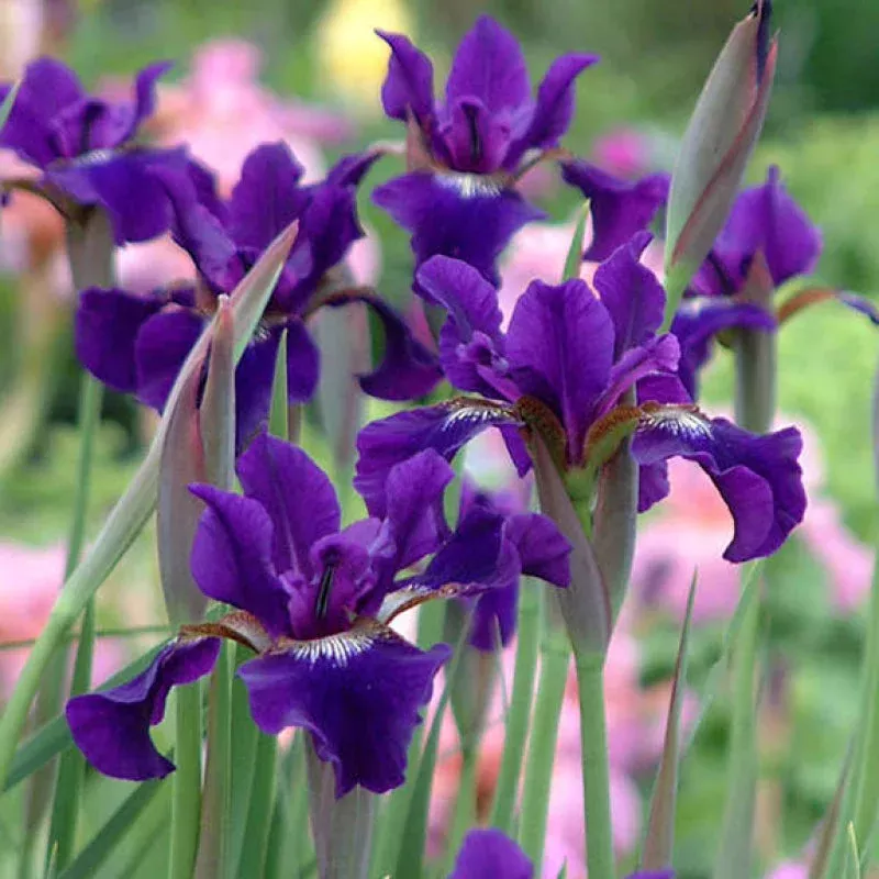 ‘Ruffled Velvet’ Siberian Iris