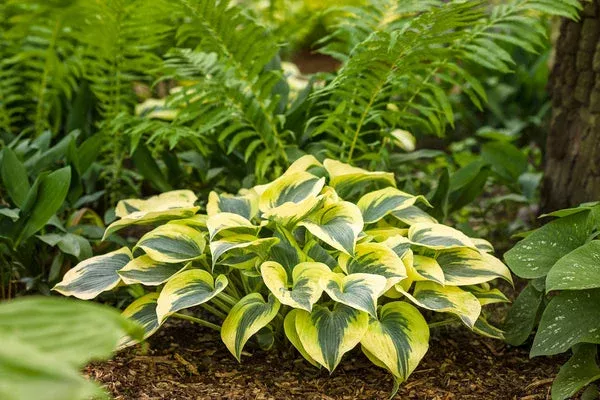 shadowland-autumn-frost-hosta-pw Shadowland Autumn Frost Hosta PW