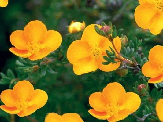tangerine-potentilla-live-plant-shrubby-cinquefoil-hardy-shrub-6-inch-tall Tangerine Potentilla Live Plant – Shrubby Cinquefoil Hardy Shrub, 6 Inch Tall