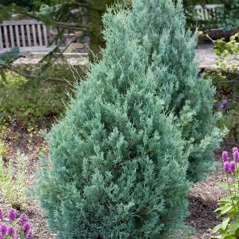 ‘Wichita Blue’ Juniper Tree