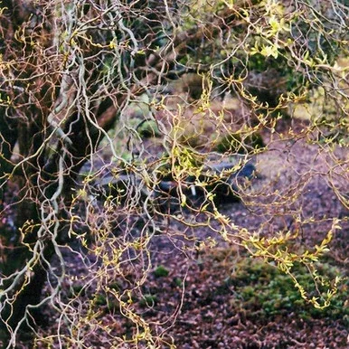 willow-corkscrew-willow Willow - Corkscrew Willow